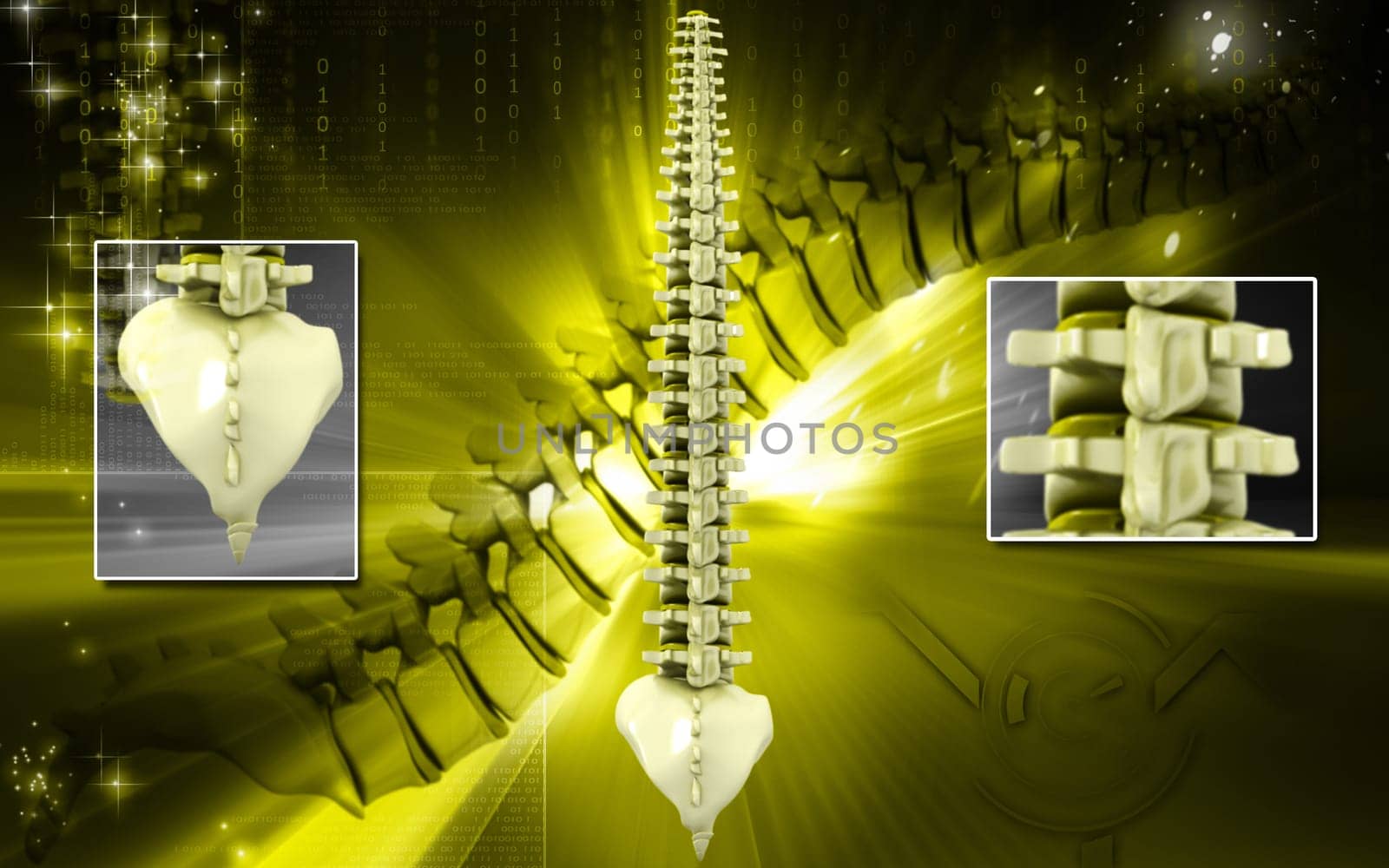 Digital illustration of back bone in colour background