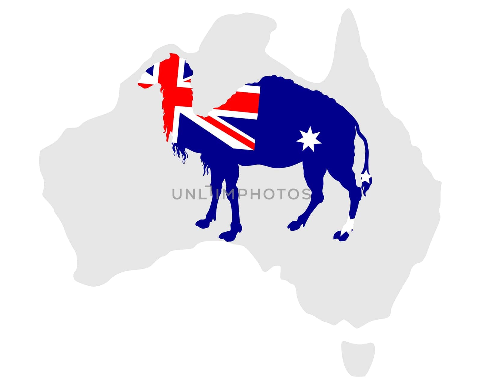 Australian Camel