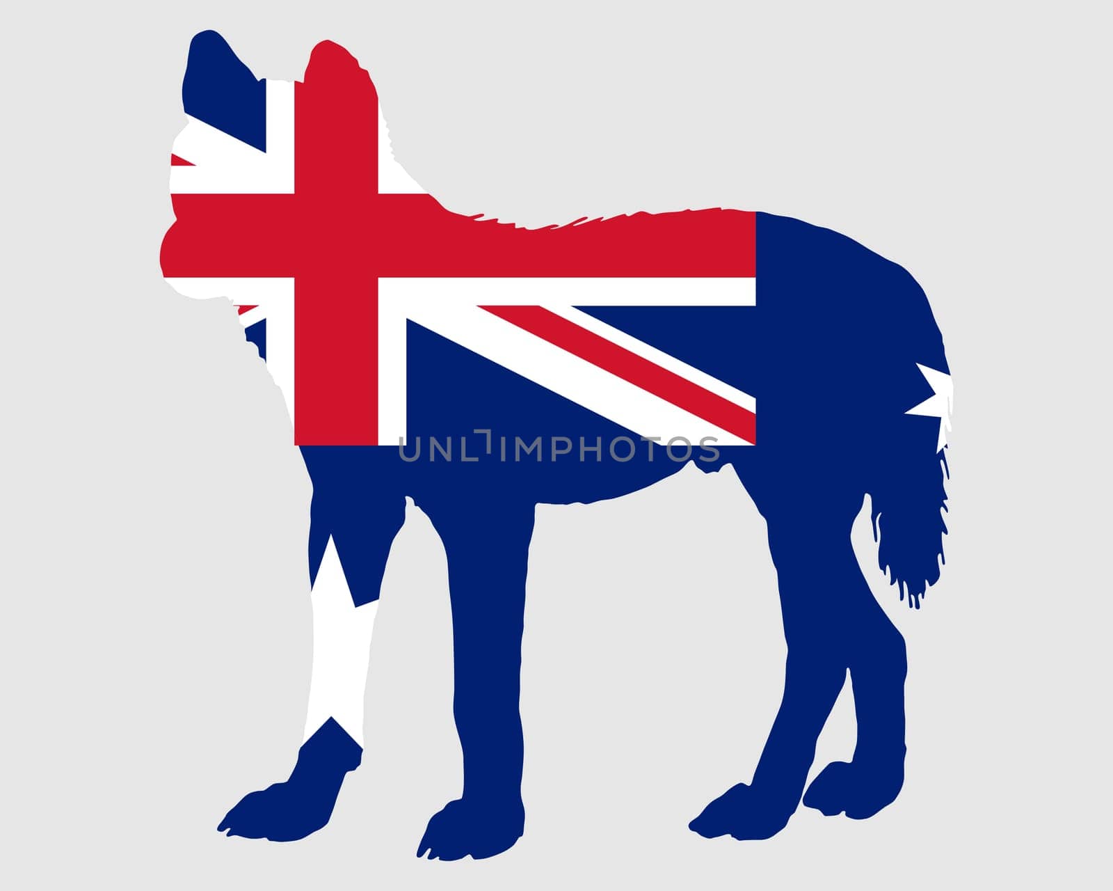 Dingo Australia