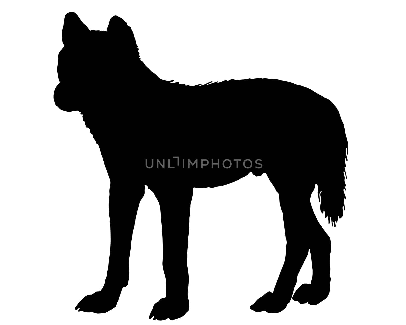 Dingo Australia