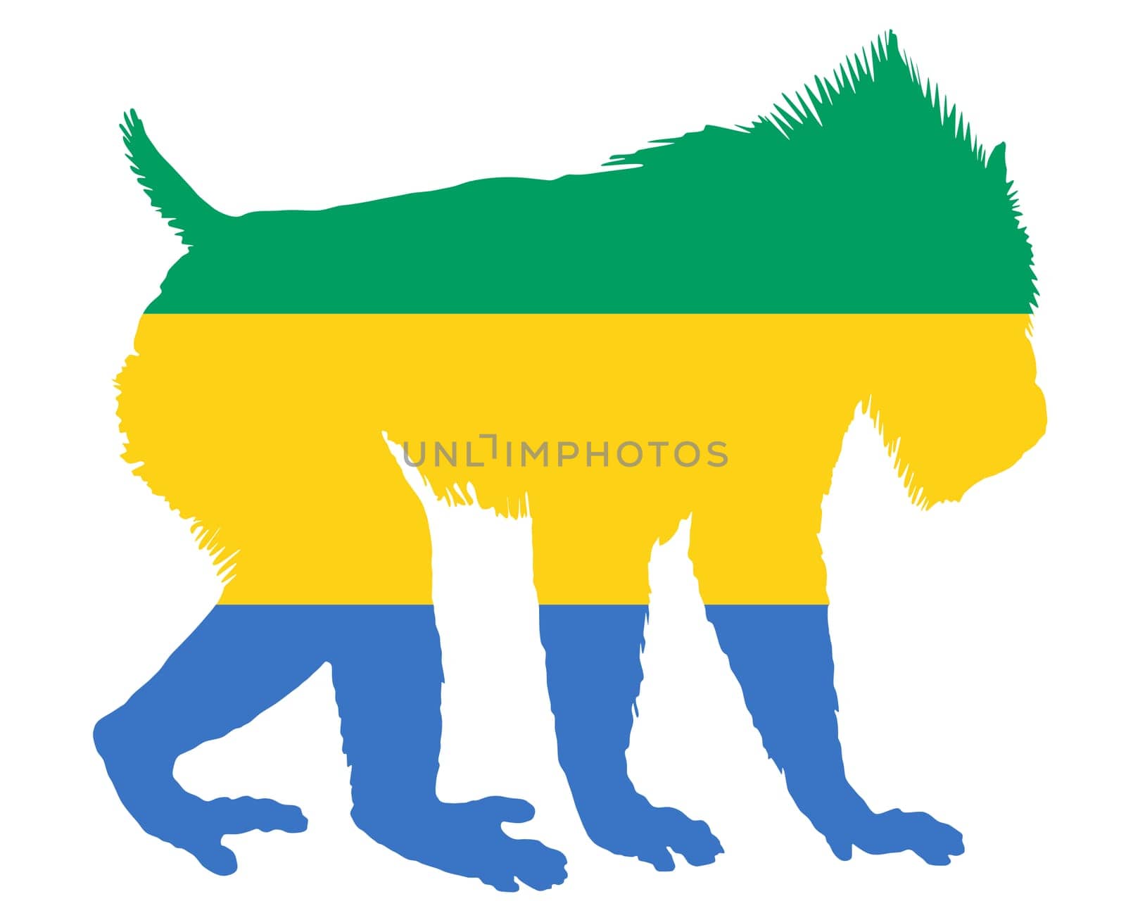 Mandrill Gabon