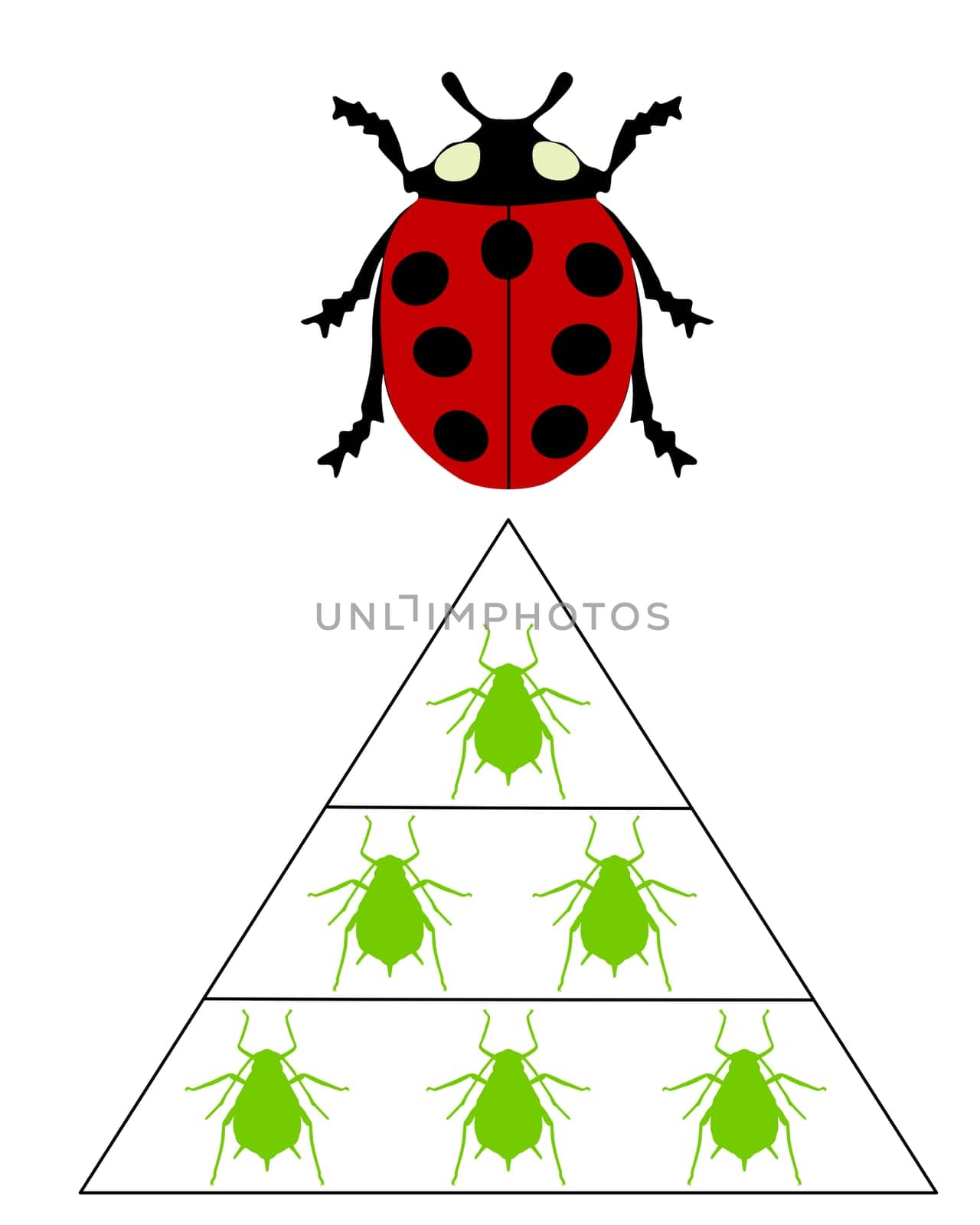 Ladybug Food Pyramid