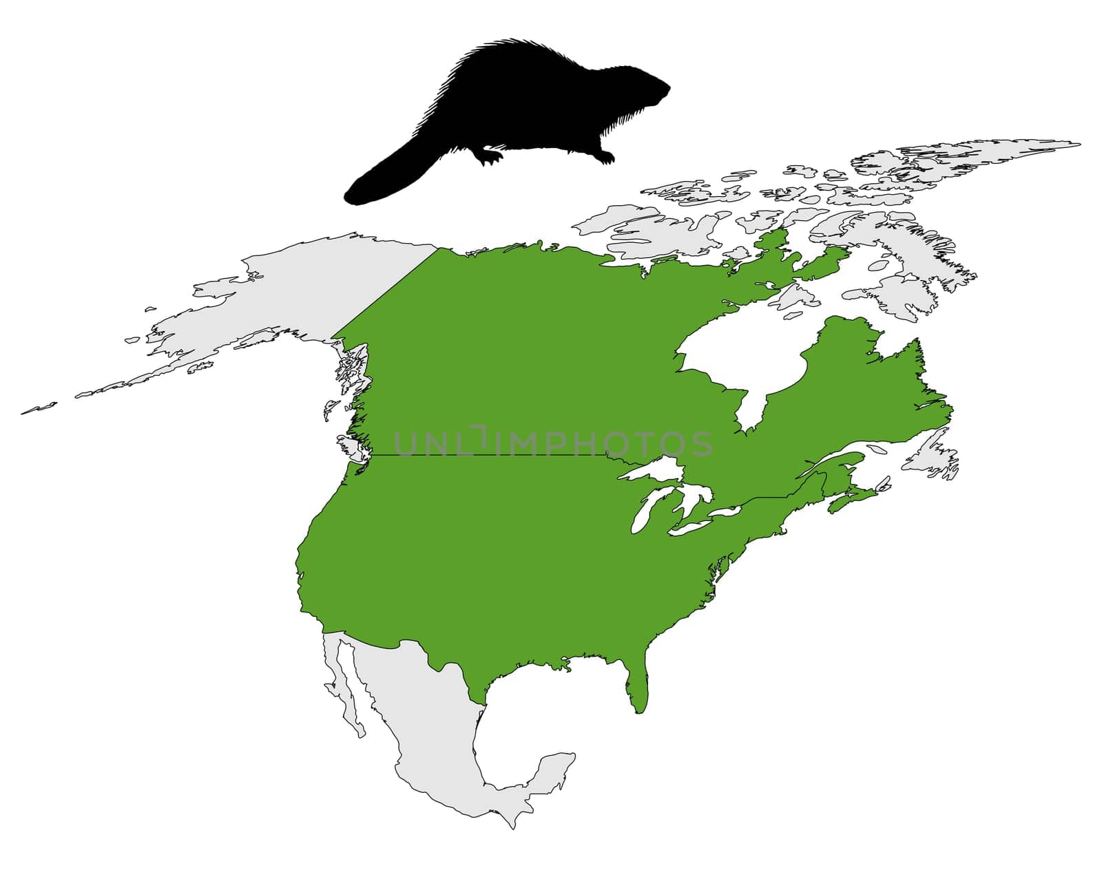 Occurrence of Canadian beavers