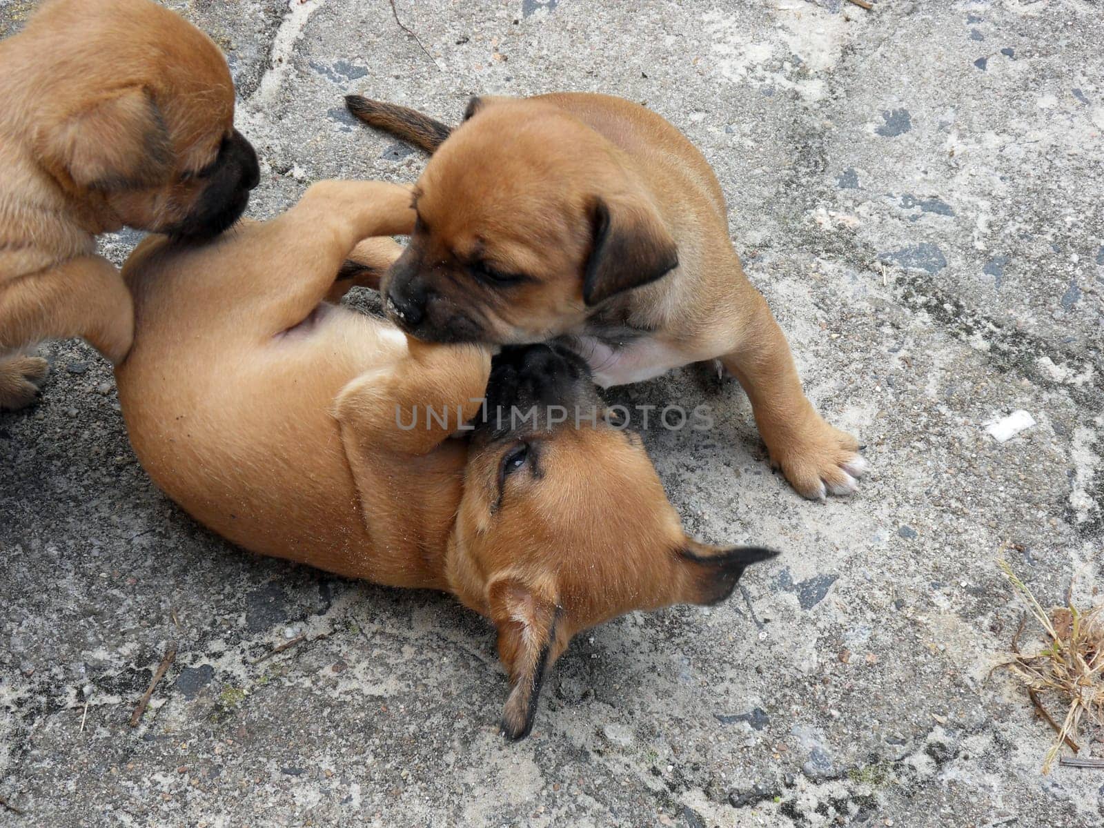 Puppies in the game