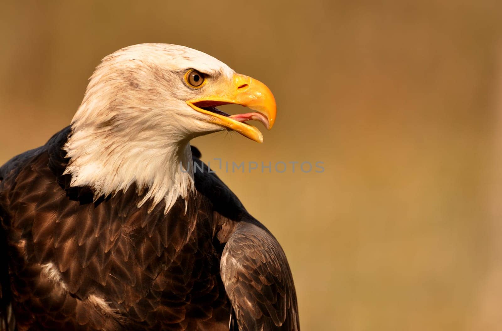 bald eagle