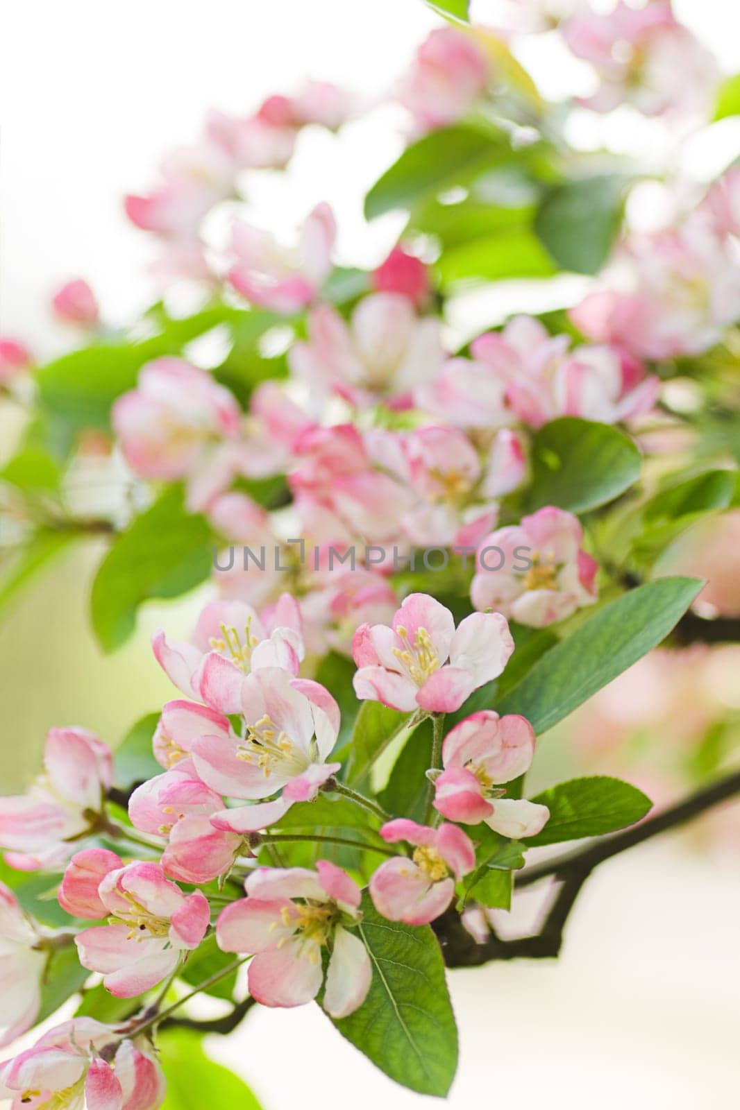 Pink and white Malus &#039 Red sentinel&#039  or Crab apple tree blossom in spring - light, soft, dreamy, vertical spring image with shallow dof