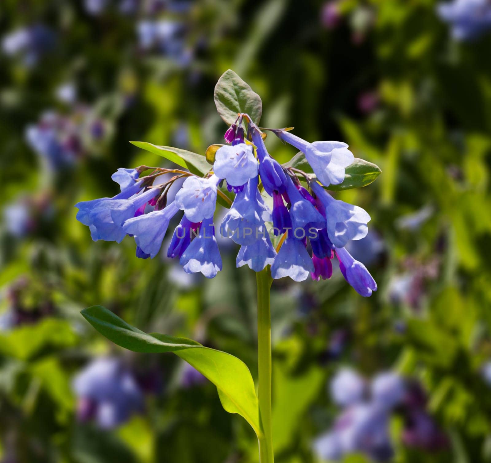 Fresh wild bluebells in a forest in the spring as the blooms start to blossom