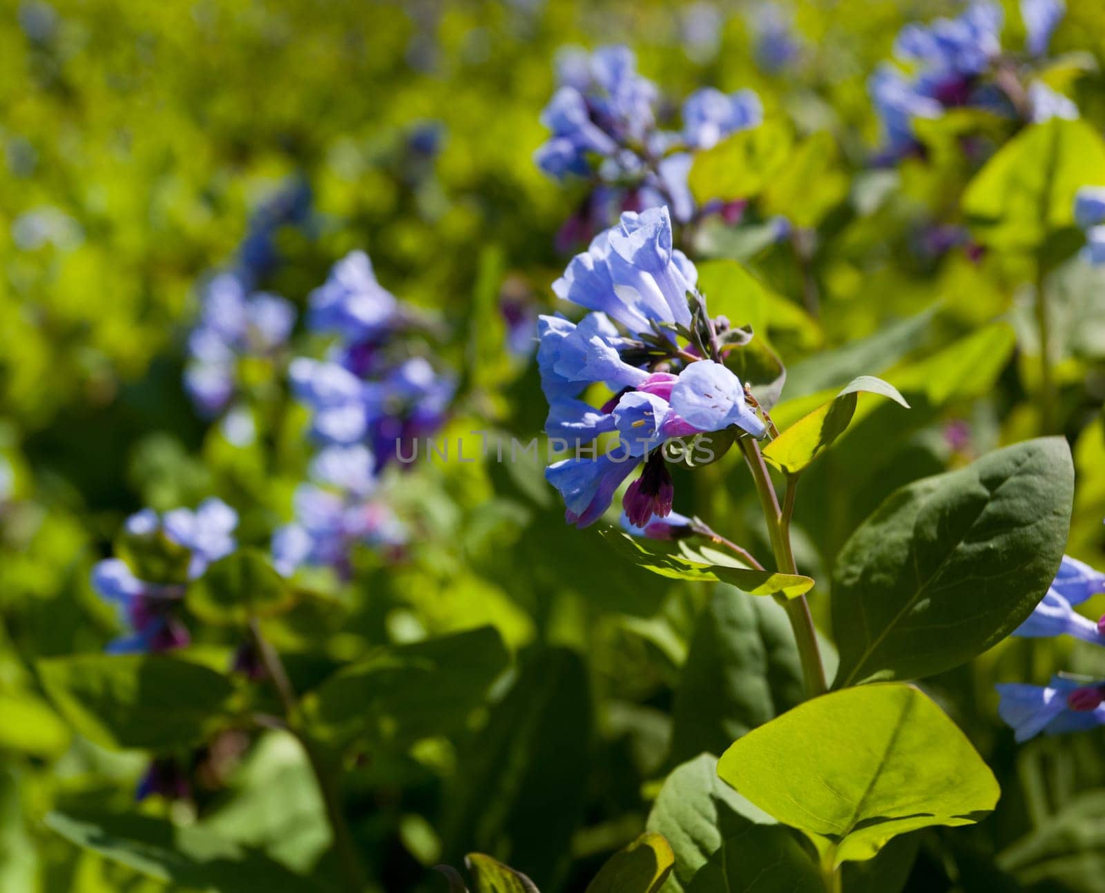 Fresh wild bluebells in a forest in the spring as the blooms start to blossom