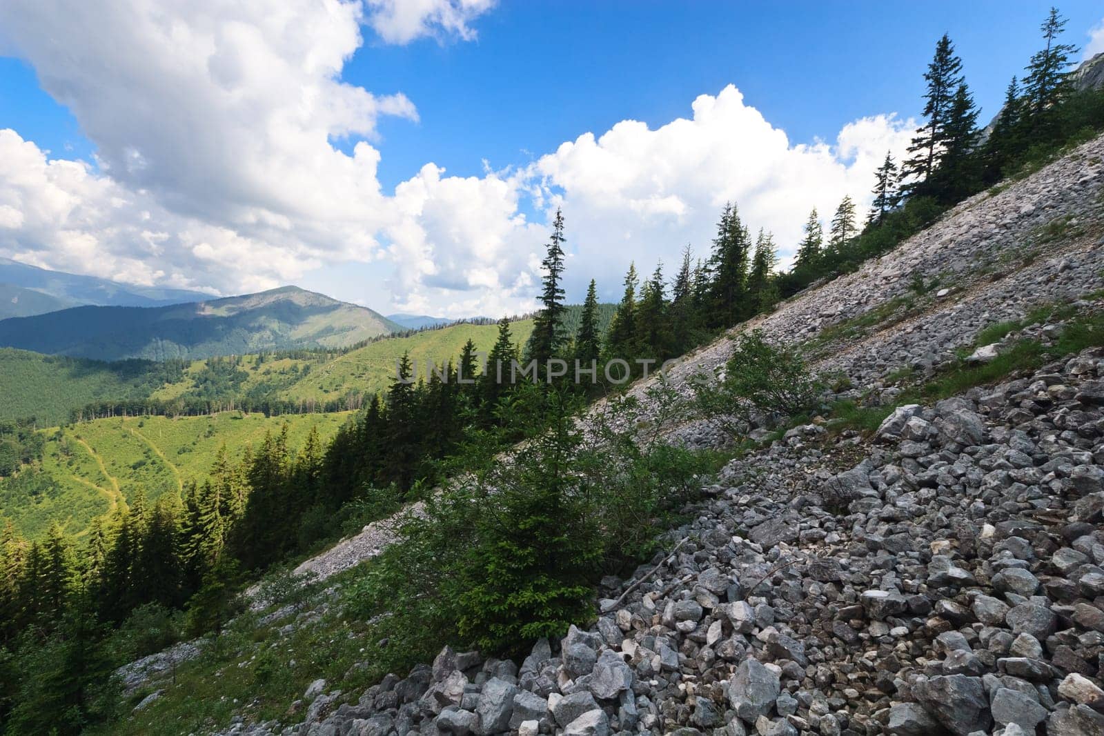 few trees growing on a mountain slope