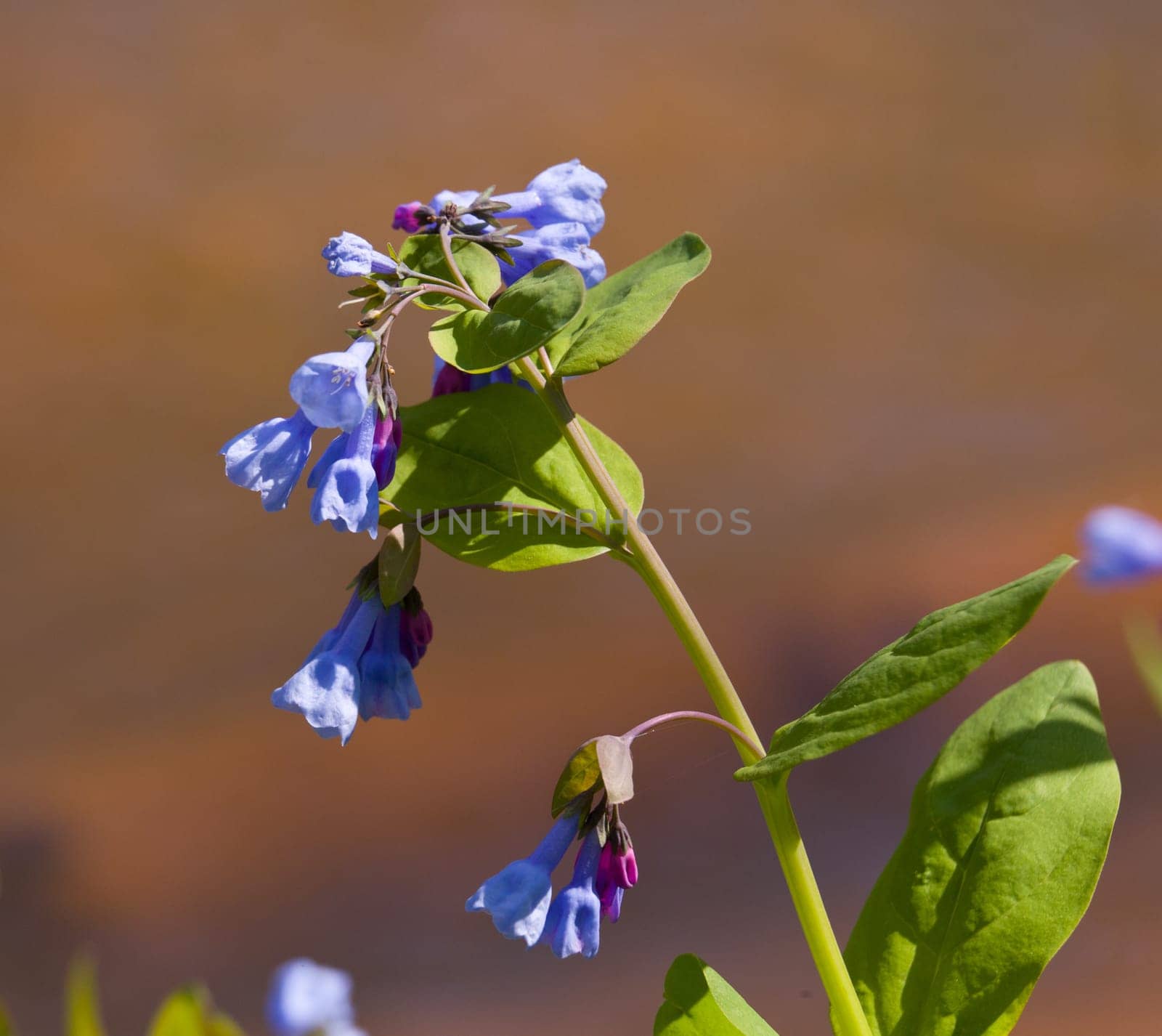 Fresh wild bluebells in a forest in the spring as the blooms start to blossom
