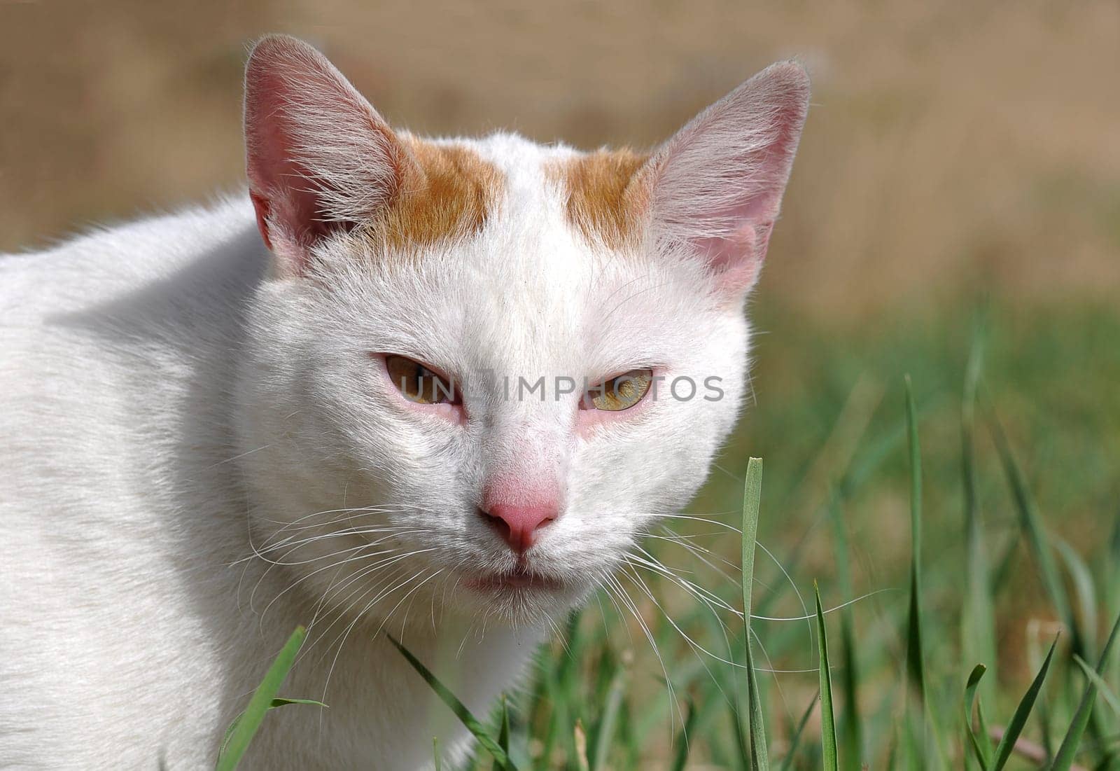 white cat