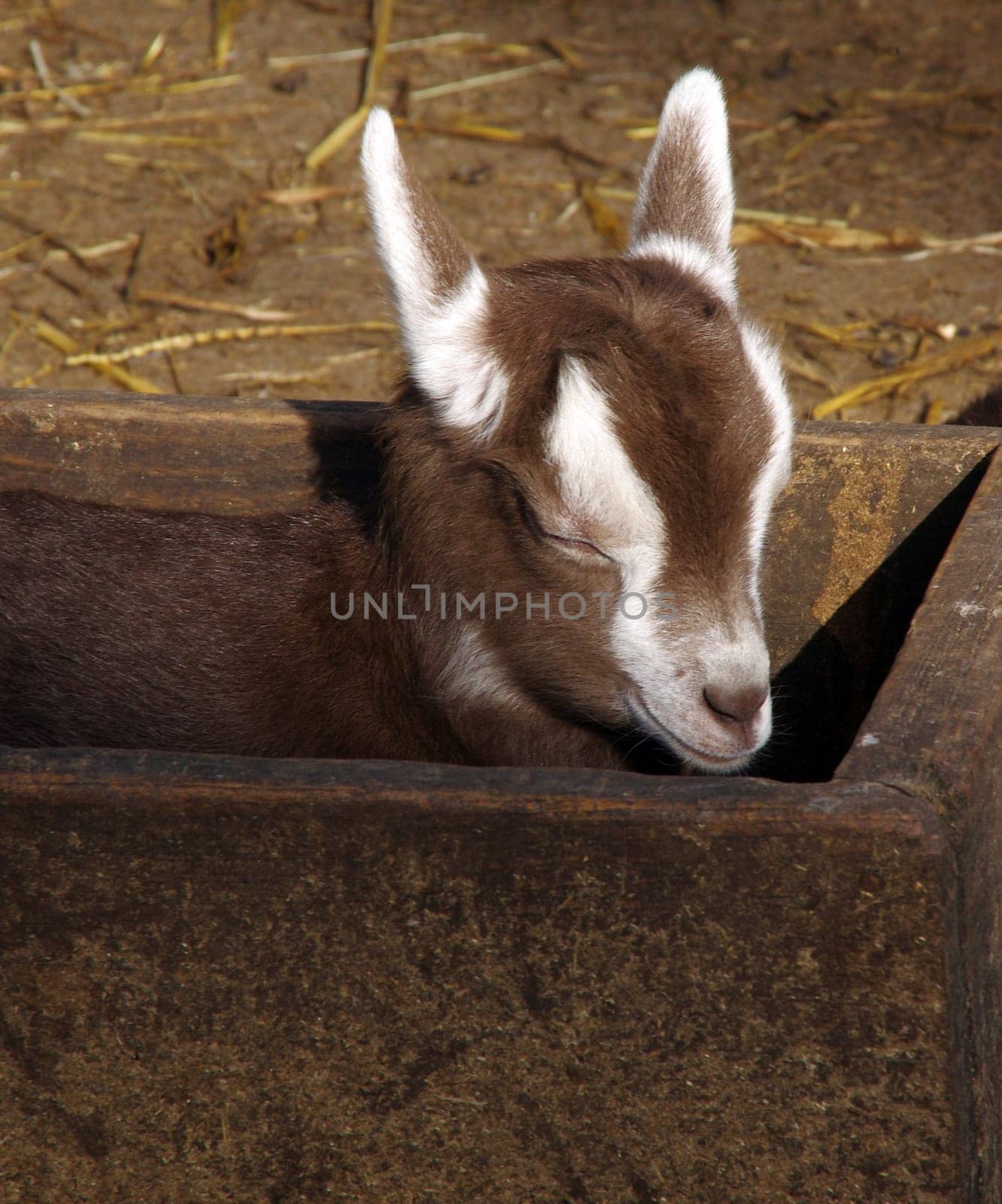 Domestic goat