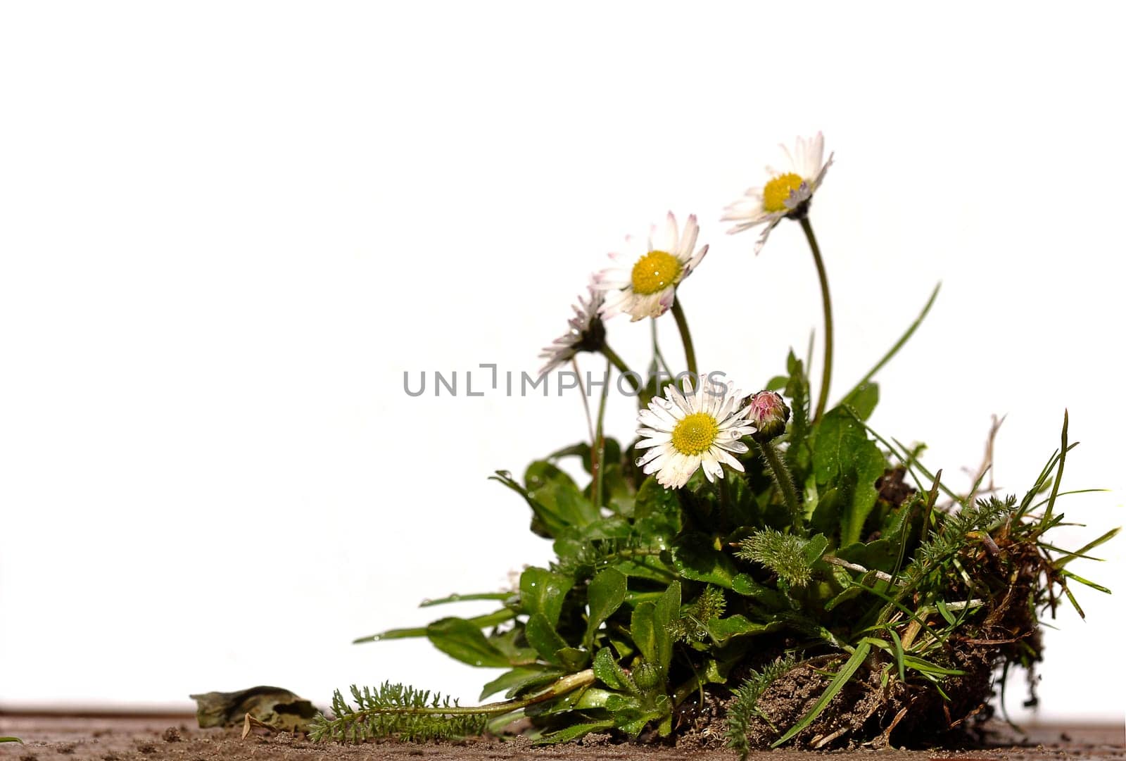 Daisy