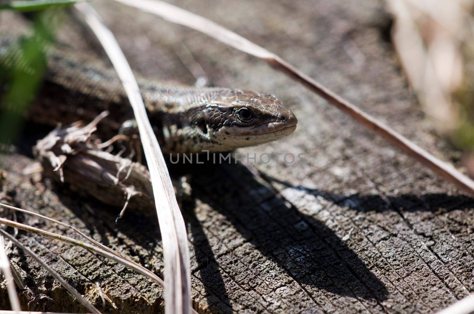 Wood lizard - Zootoca vivipara - Lizard sunbathing