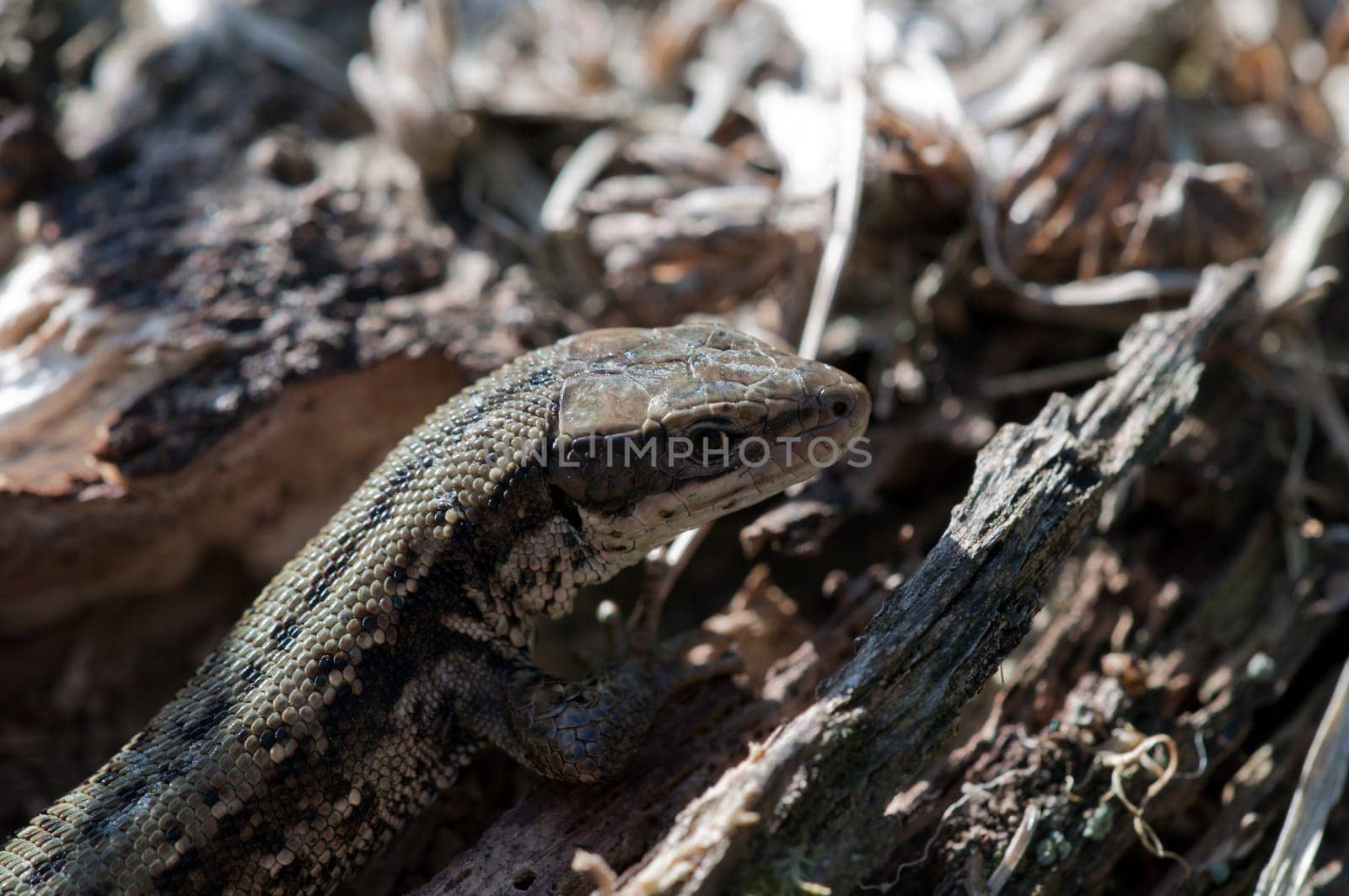 Wood lizard - Zootoca vivipara - Lizard sunbathing