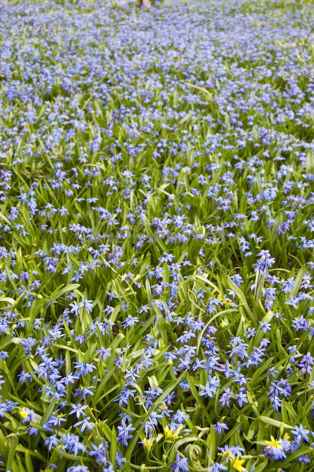 Field of flowers