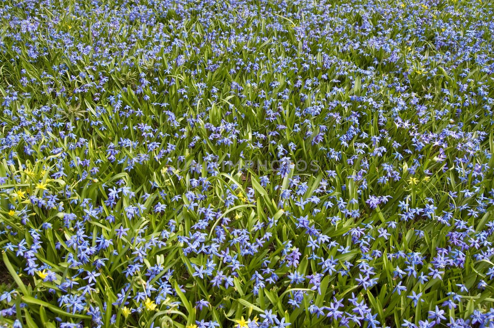 Field of flowers