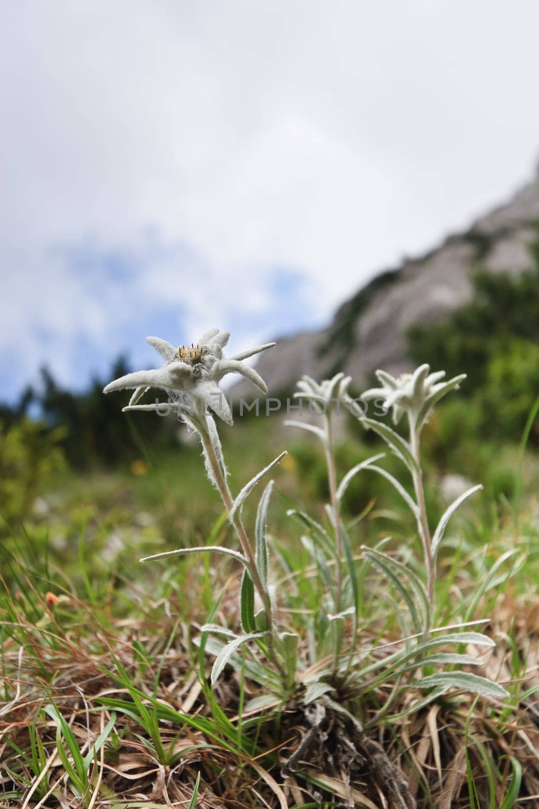 a natural bouquet edelweiss near a mountain