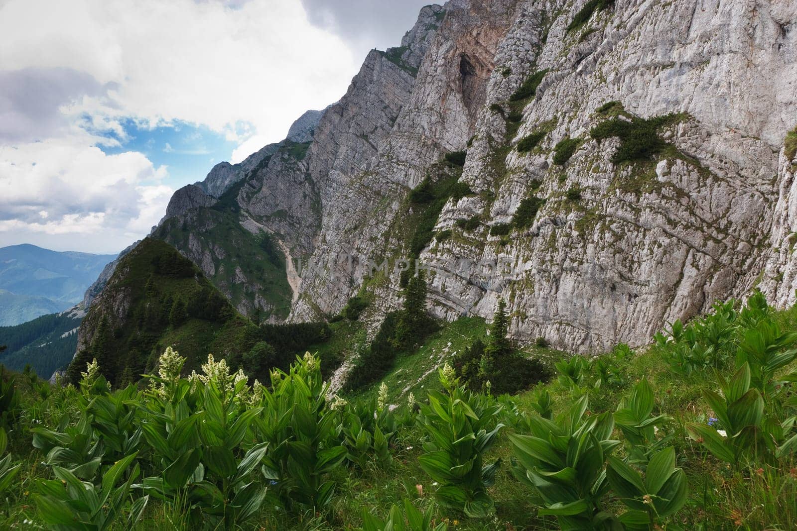 few green plants near a mountain slope