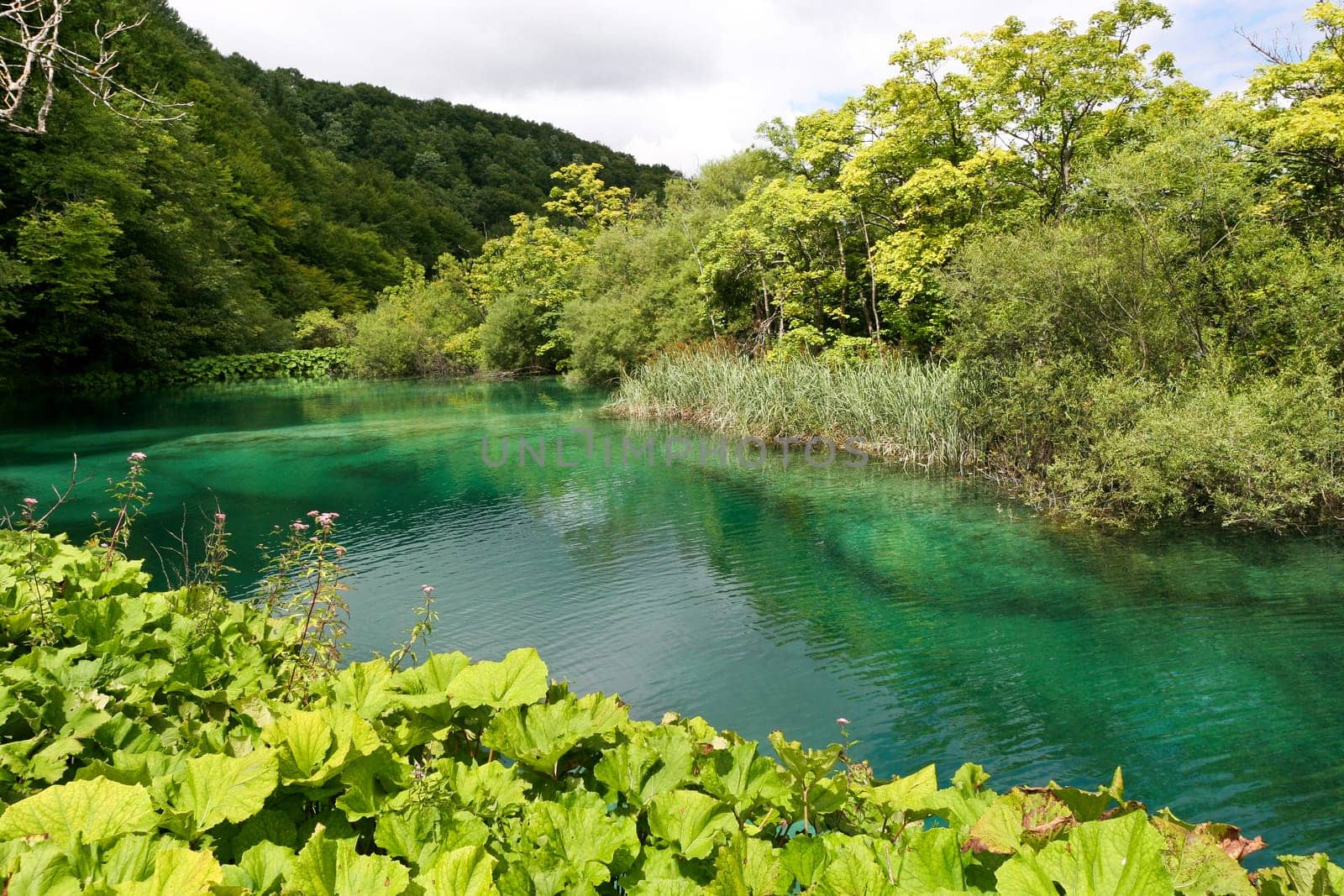 a beautiful green lake, natural and quiet