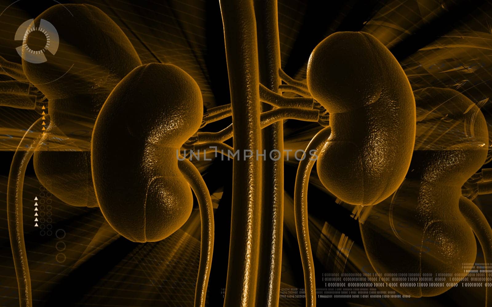 Digital illustration of kidney in colour background