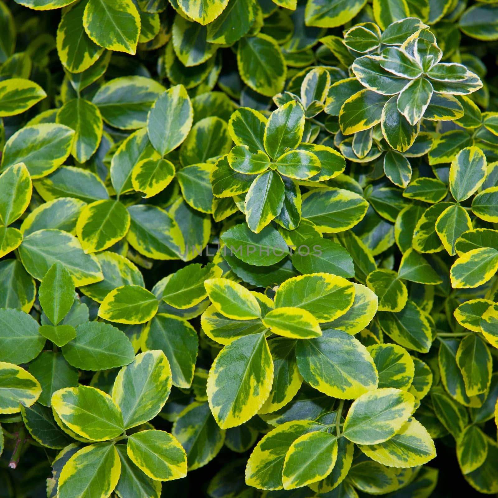 Background Leaves