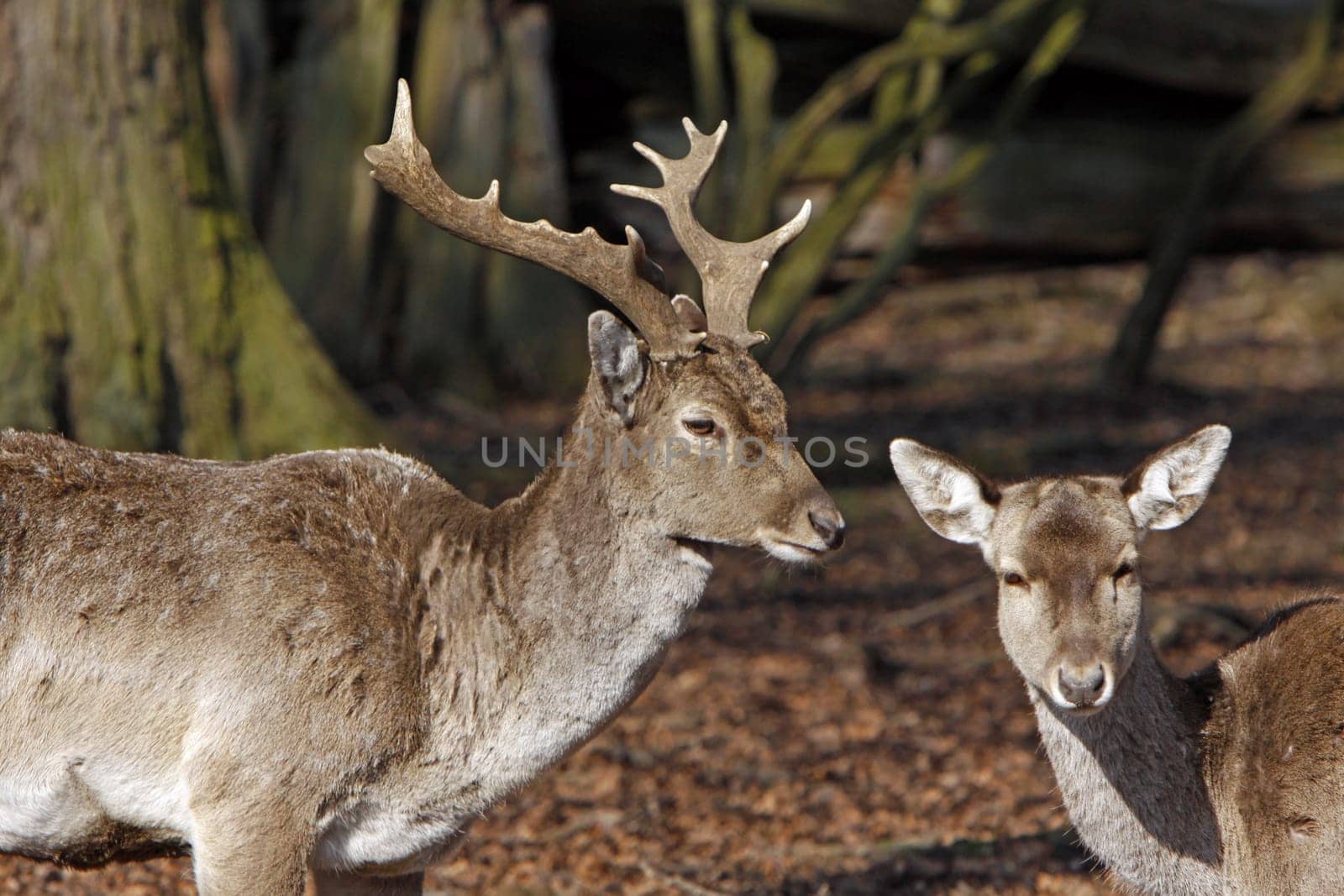 Fallow deer