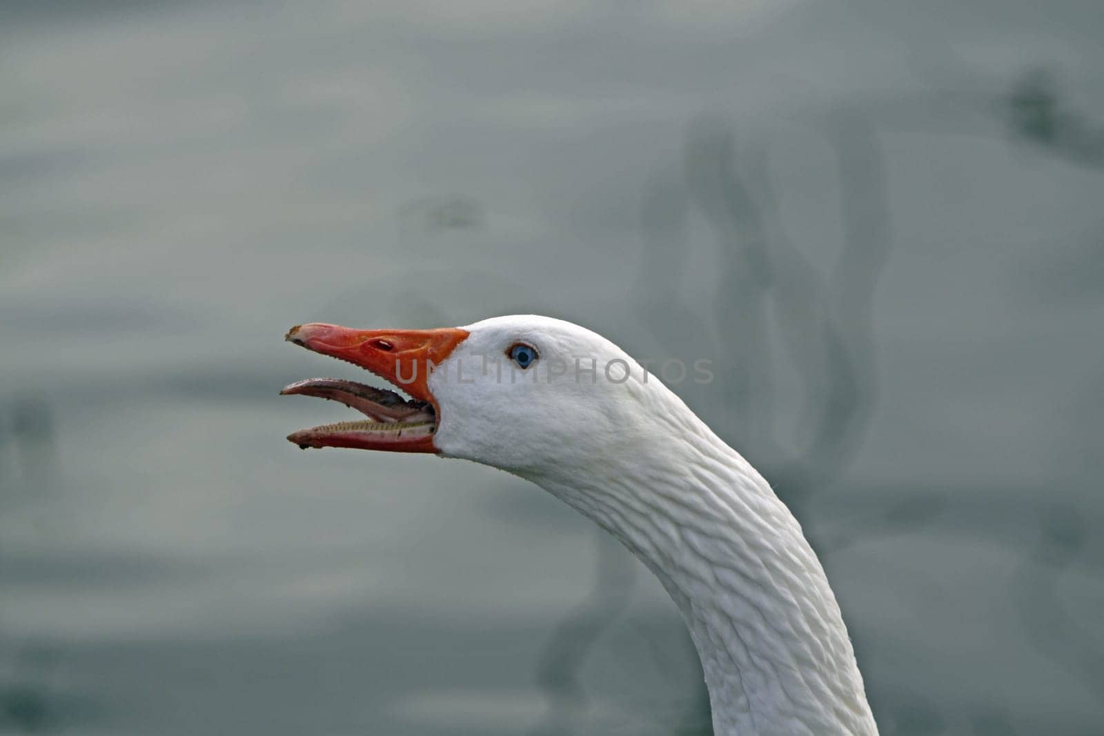 Hissing goose