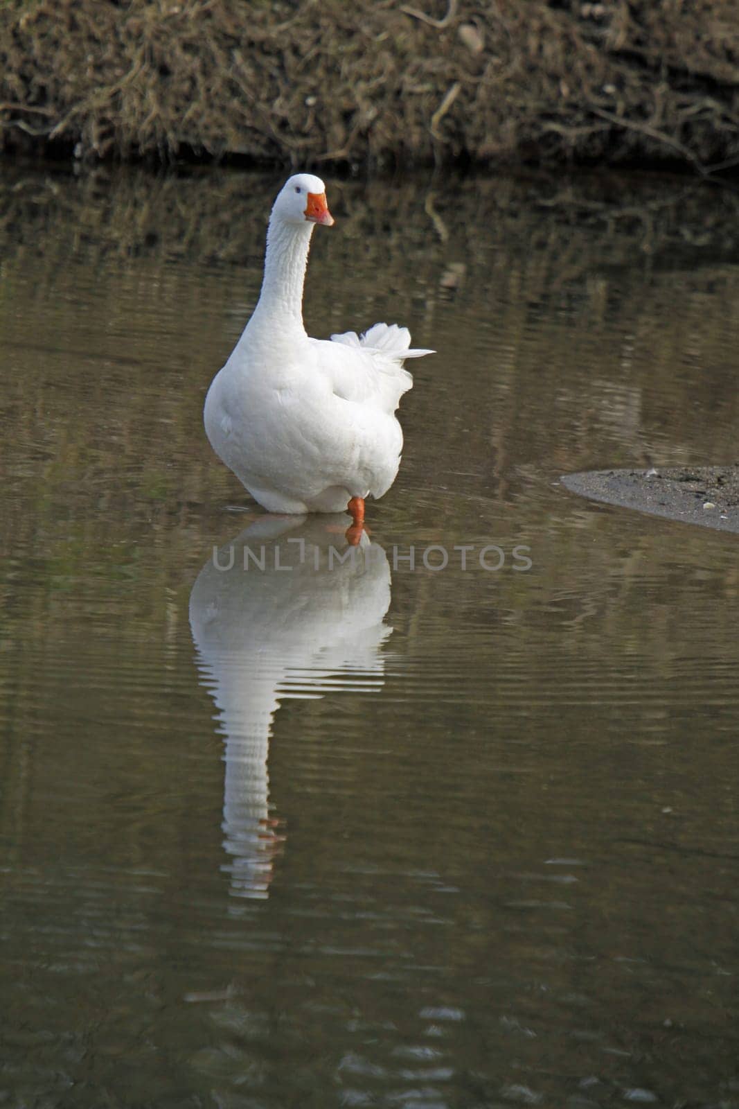 White domestic goose in the water