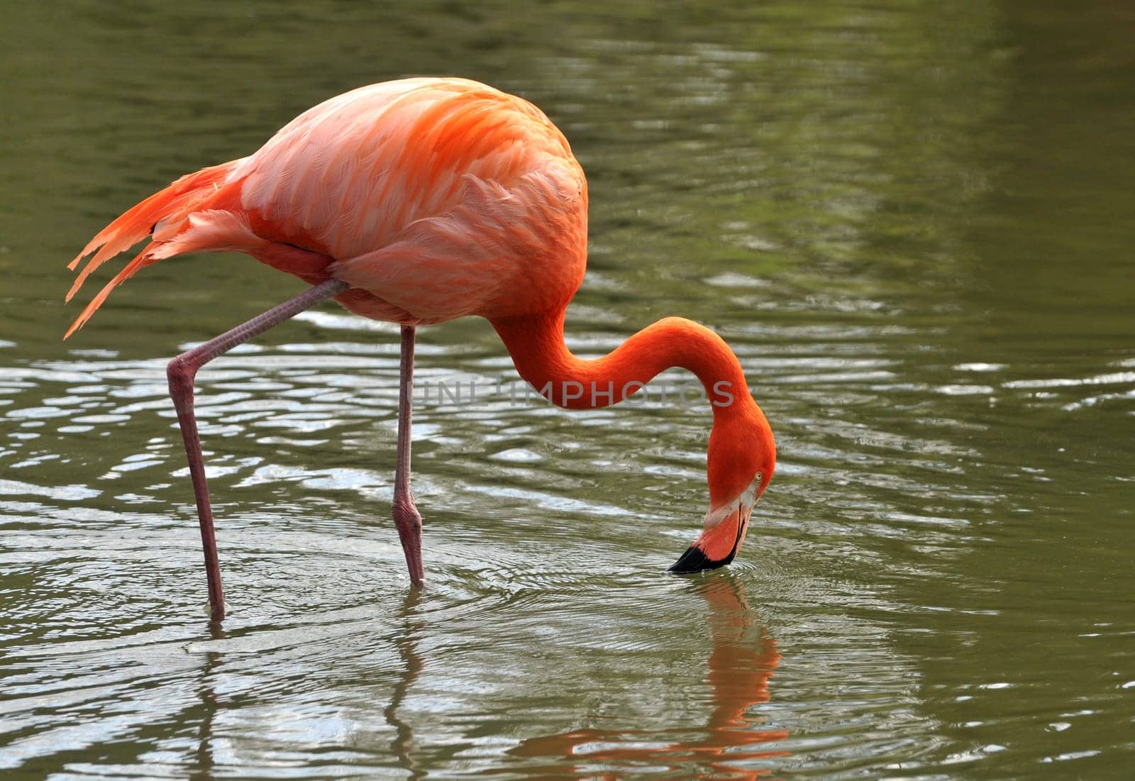 Flamingo in the lake