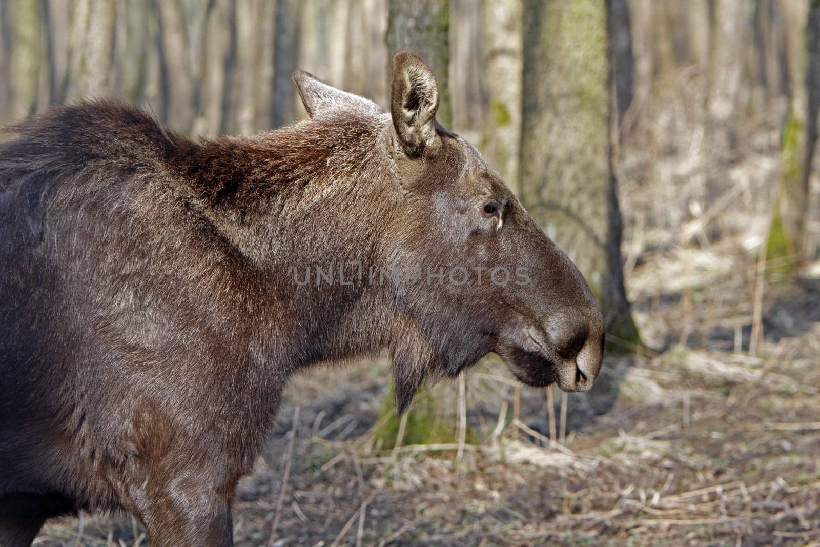 Elk