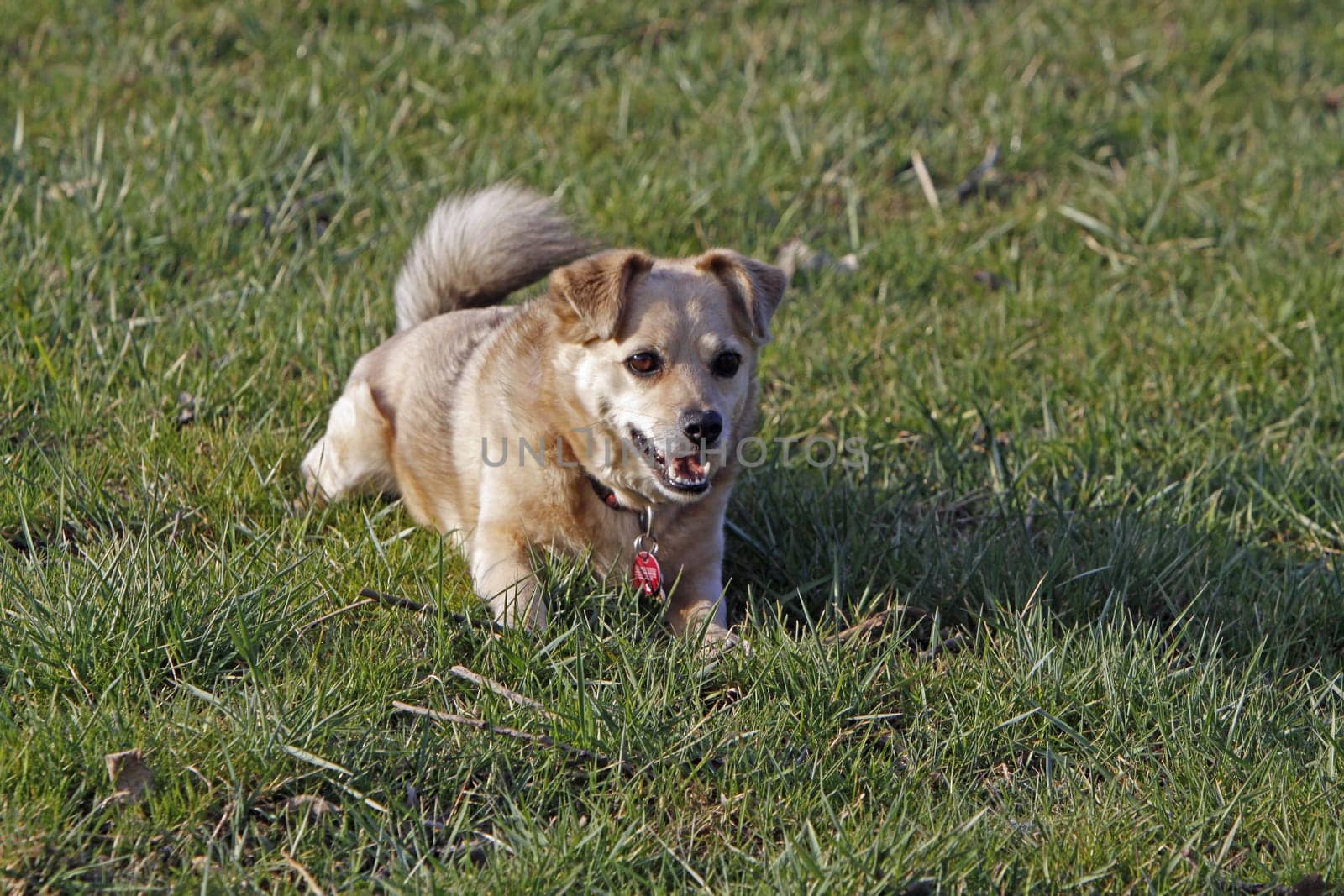 Mixed breed dog in a meadow