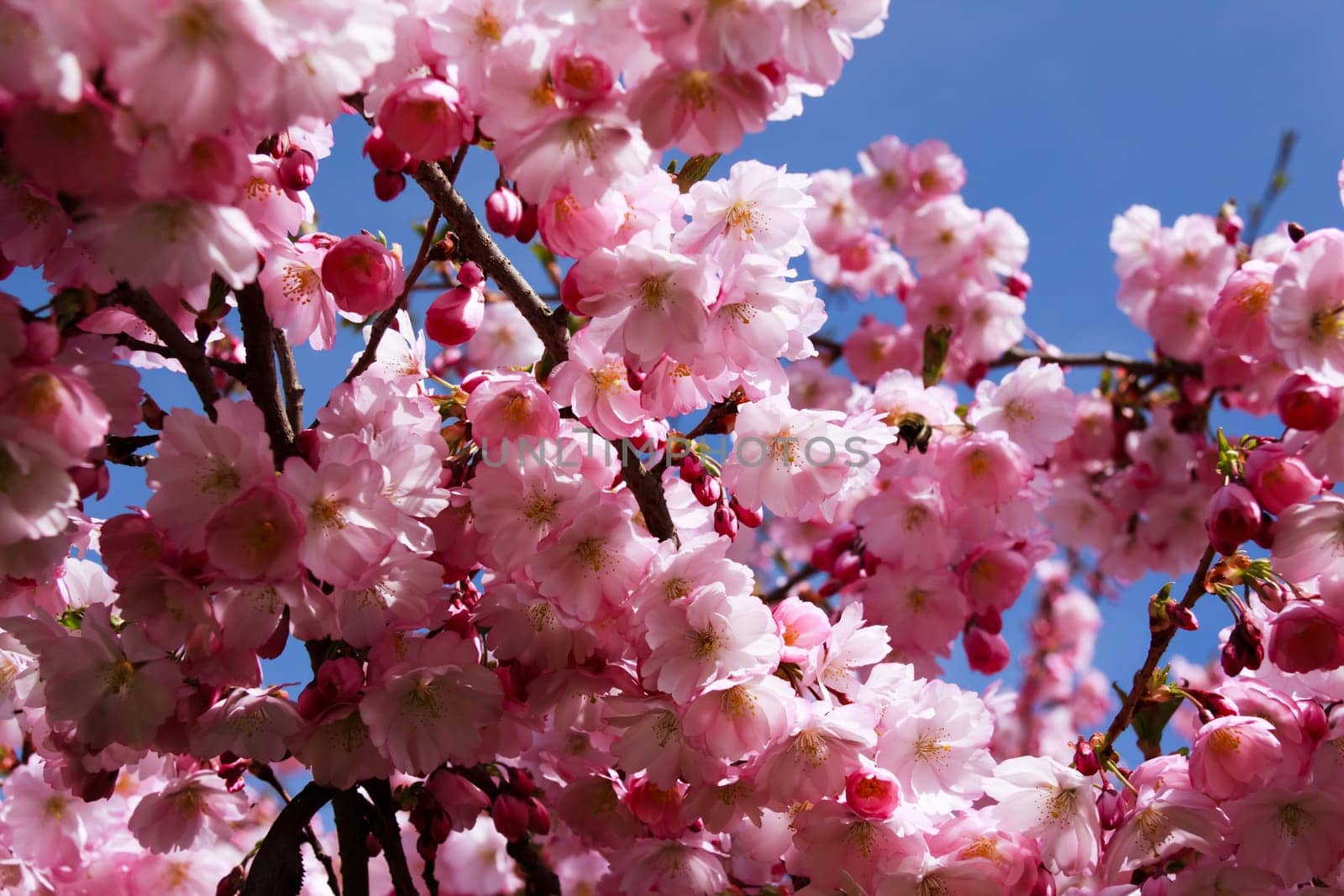 Cherry,Blossoms,Japanese