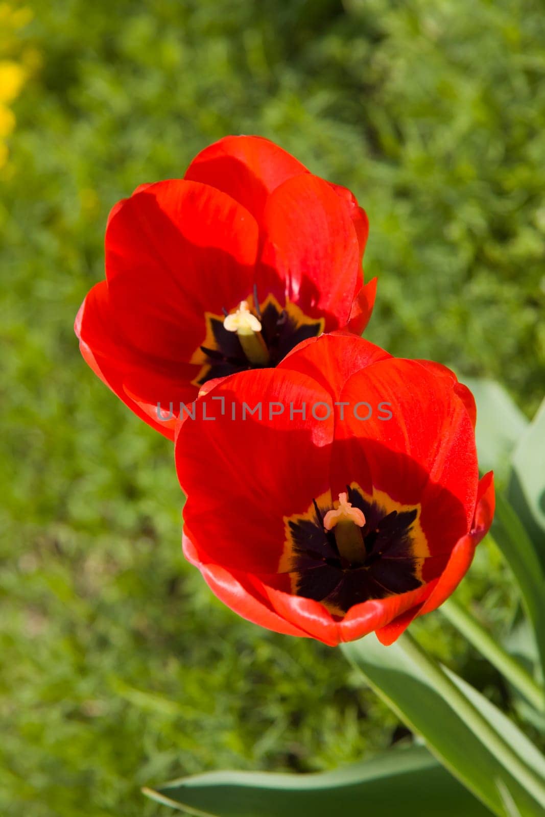 Tulips in spring