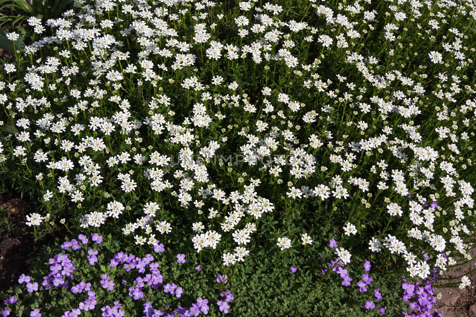 Wildflowers