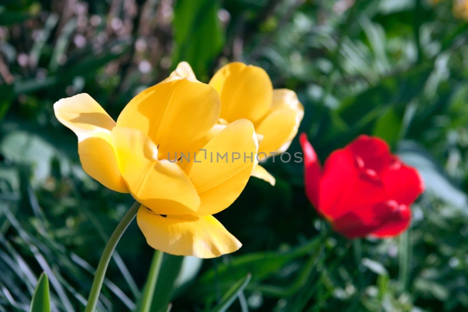 Tulips in spring