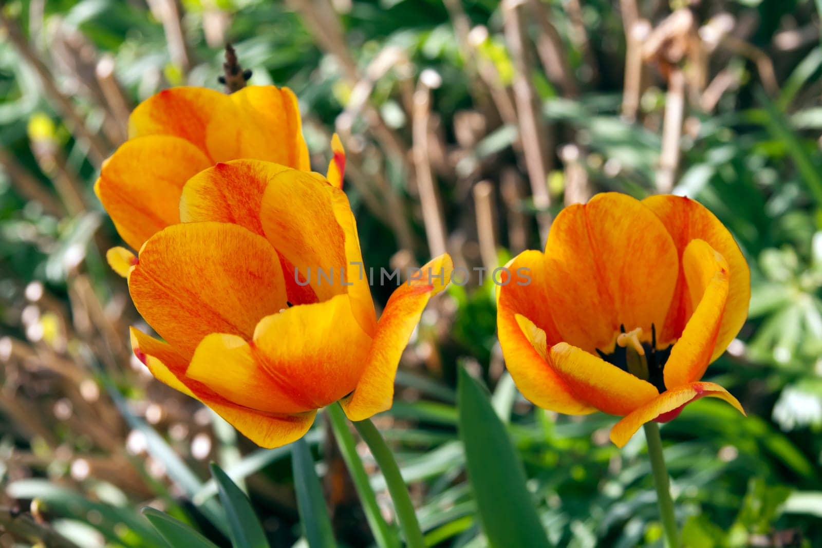 Tulips in spring