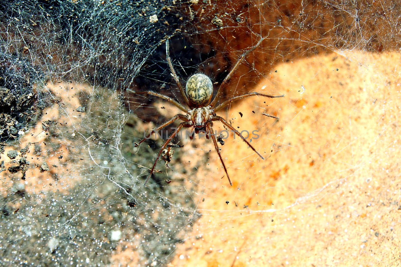 Spider in the web
