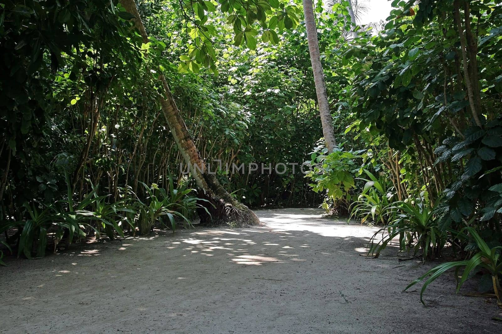 The path through the wilderness