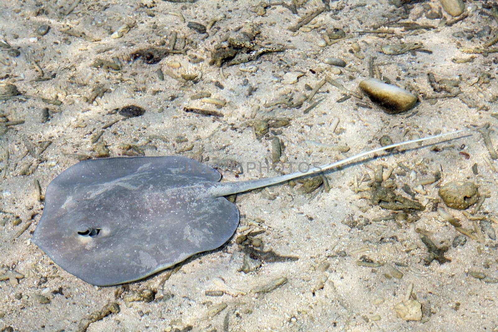 Gray ray near shore