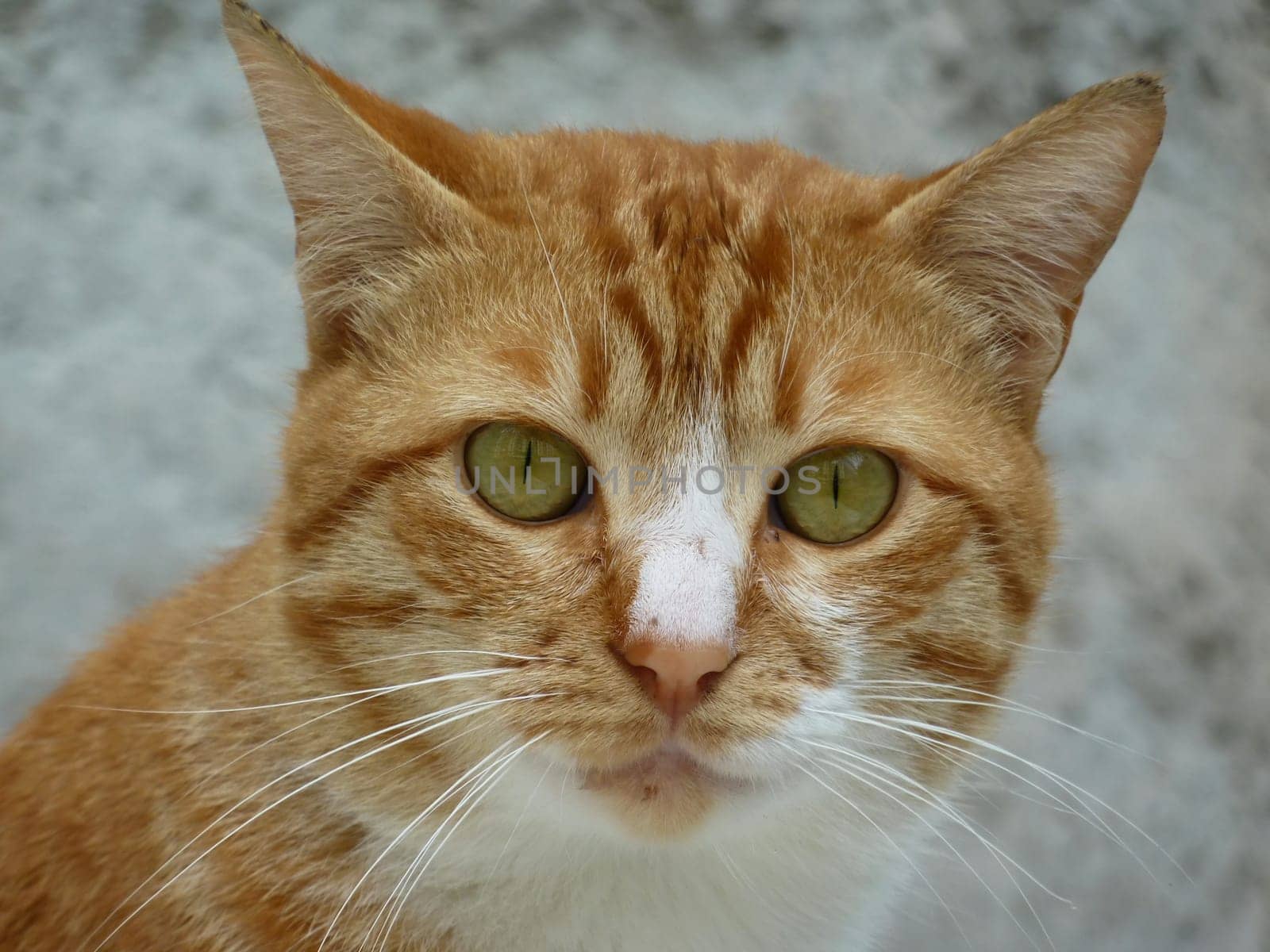 Portrait of a beautiful red and white young cat