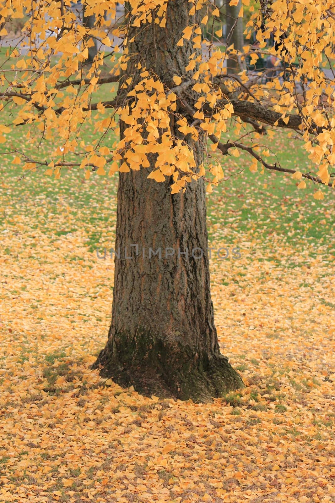 Big brown trunk and yellow autumn leaves covering the ground