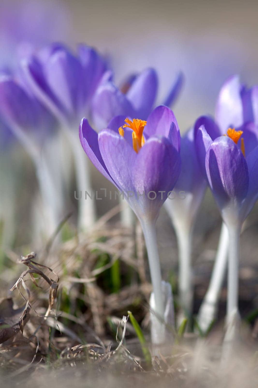 Springtime