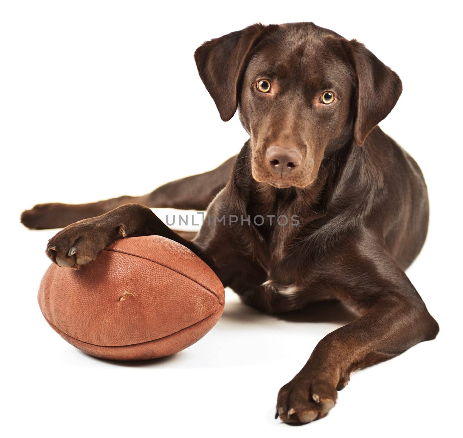 Dog resting his paw on American football. Photo isolated on white background.