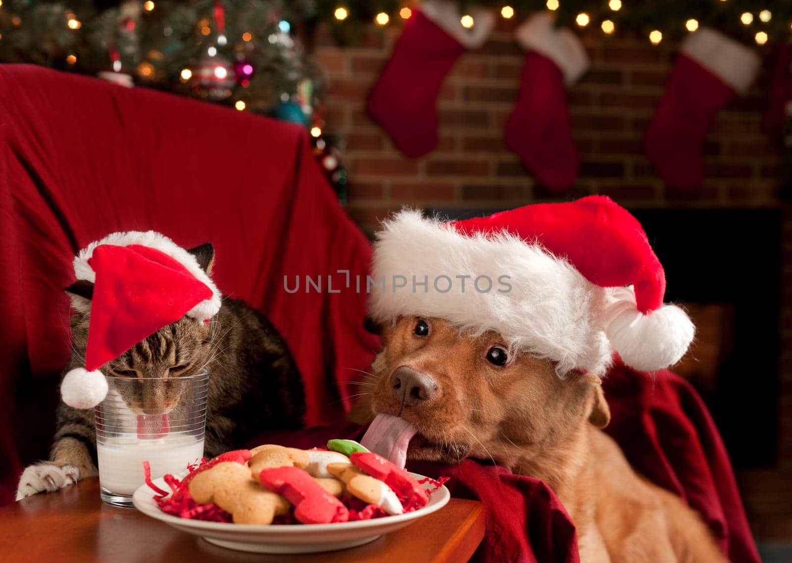 Cat and Dog eating and drinking Santa&#039 s cookies and milk.