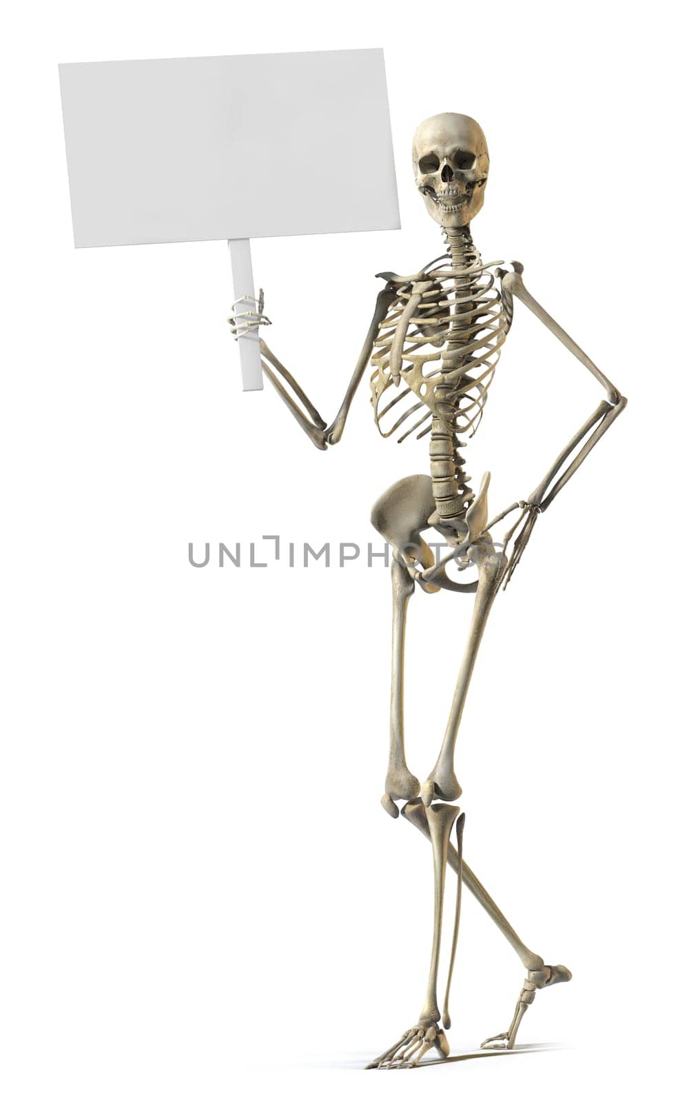A skeleton standing casually and holding a sign on a white background