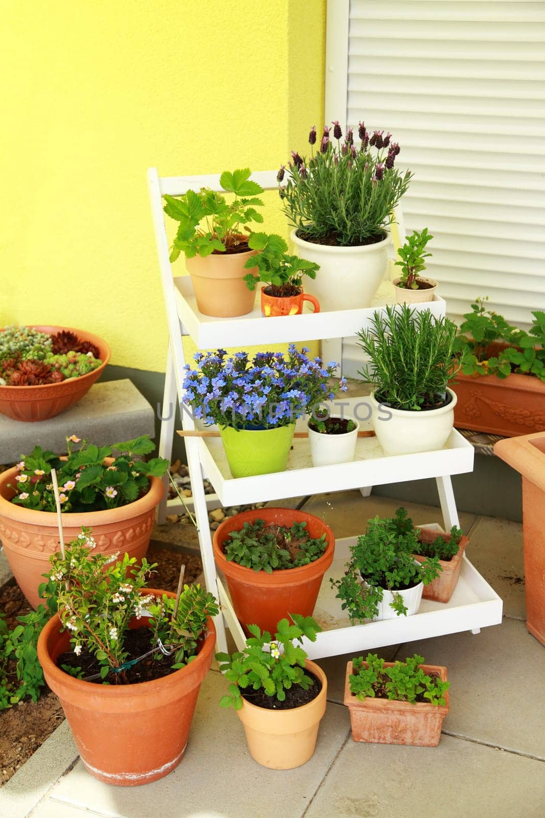 Small herb and flower garden built on terrace or roof