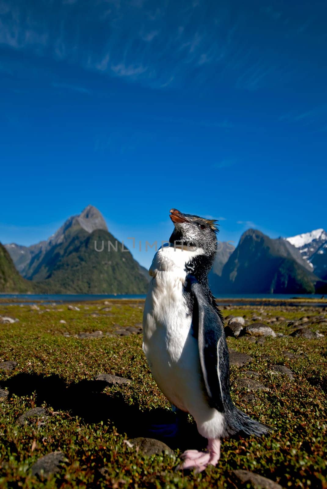 Thick-billed penguin
