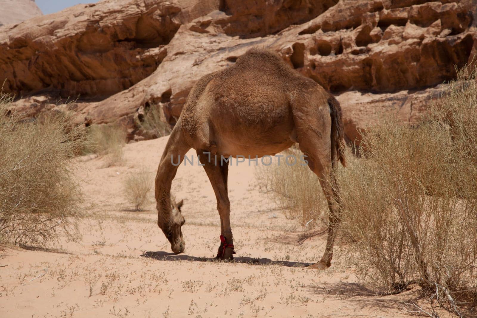 Dromedary in the Wadi Rum Desert in Jordan