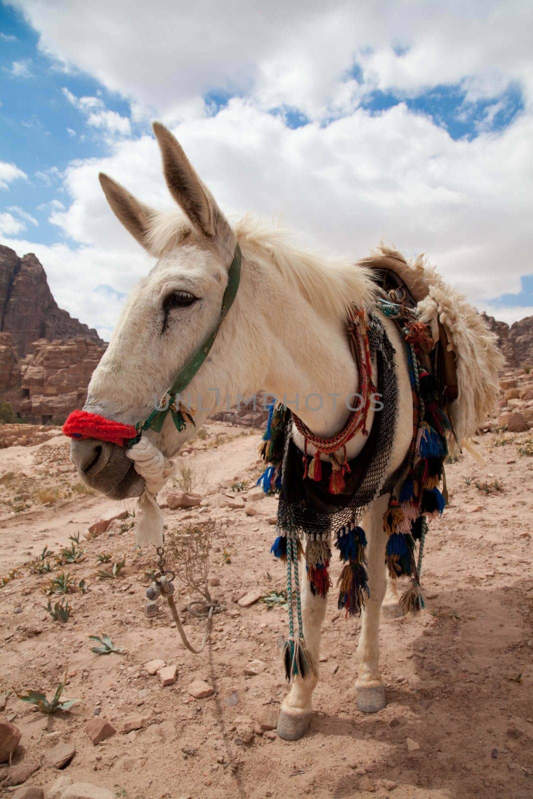 Donkeys in Petra/Jordan